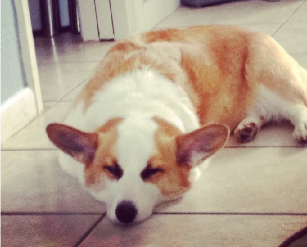 Kirby @ 4 years old - CORGI OWNER: Martin in St Petersburg, FL Kirby @ 4 years old - CORGI OWNER: Martin in St Petersburg, FL